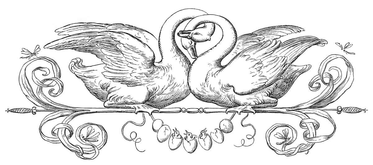 header of swans